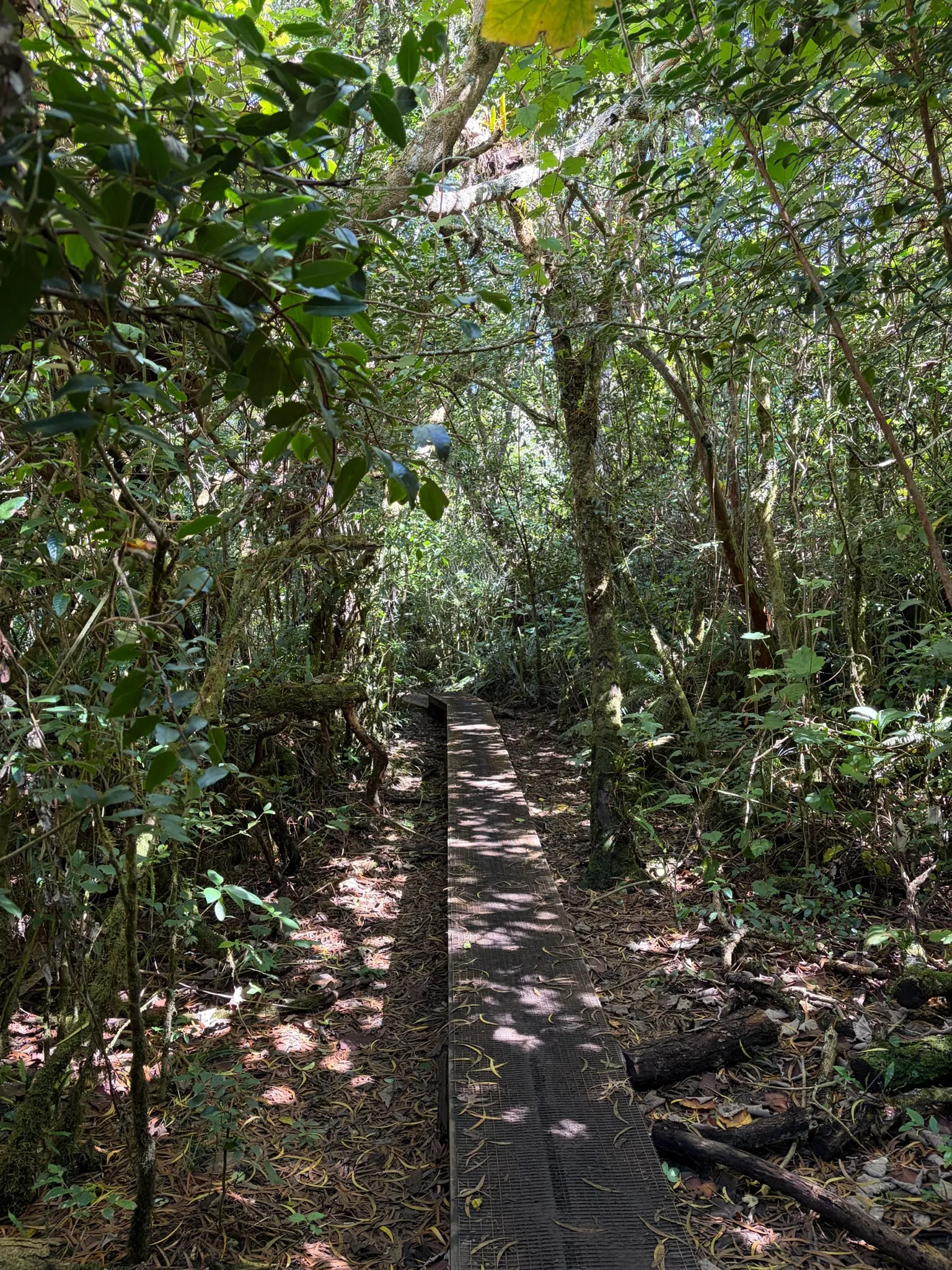 Passerelle en bois dans la forêt