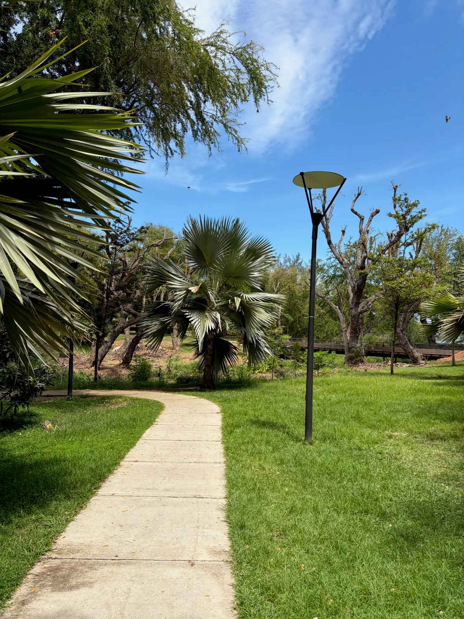 Allée et palmiers dans un jardin tropical