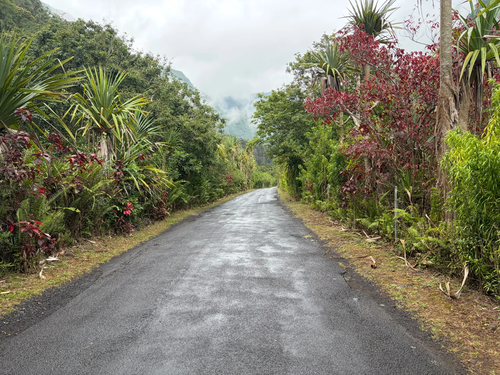 Route mouillée entre la végétation tropicale