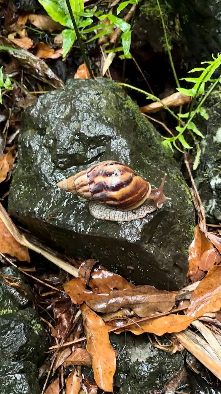 Escargot sur une roche humide