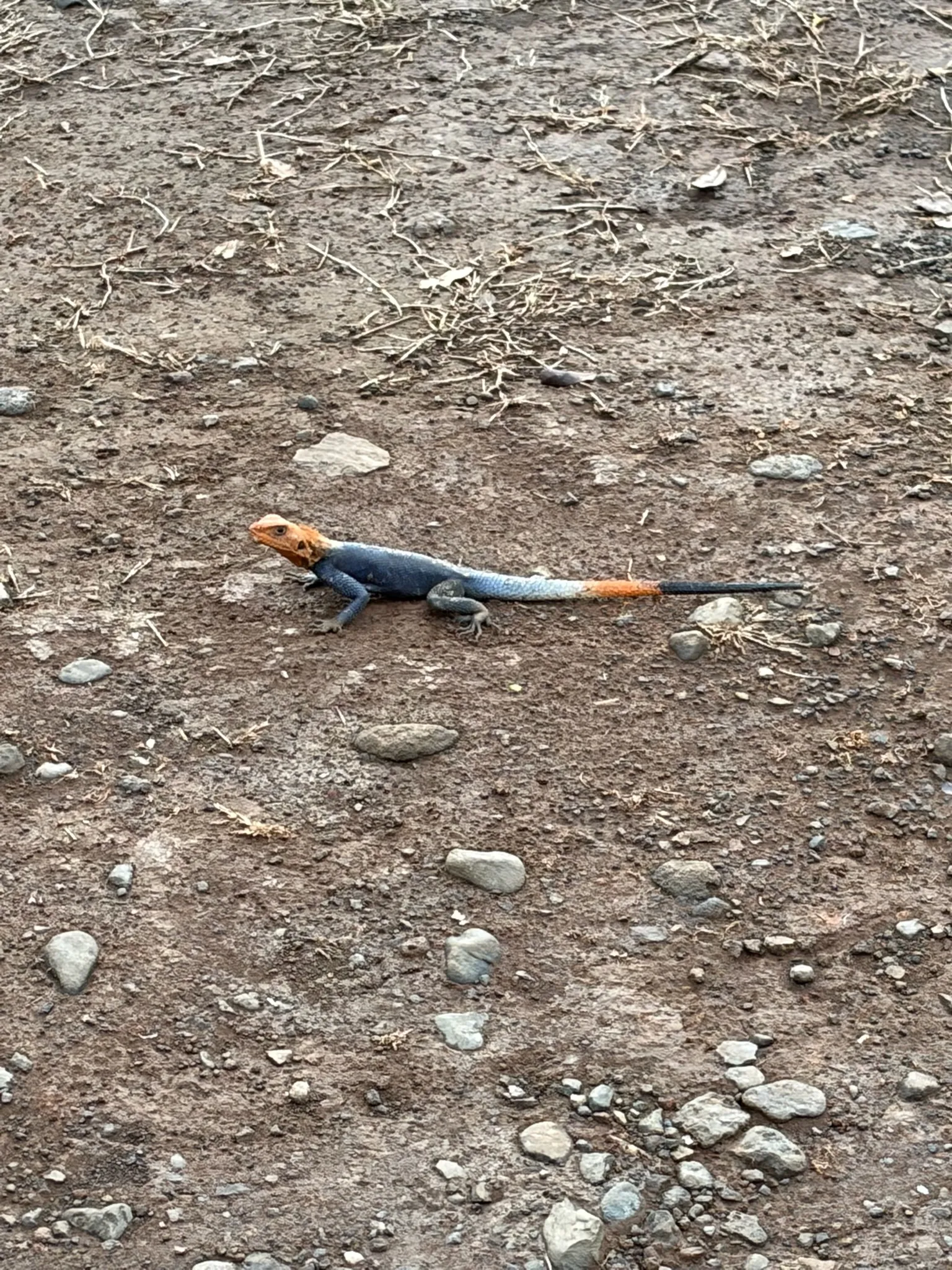 Lézard aux couleurs vives